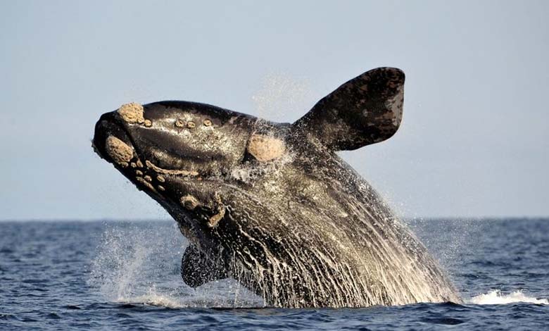 Des scientifiques révèlent le secret anatomique derrière les chants des baleines 