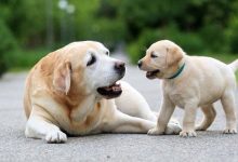 Étude : Les chiens peuvent faire le lien entre les mots et les objets