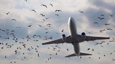 Des oiseaux annulent un vol de la compagnie aérienne égyptienne au Rwanda