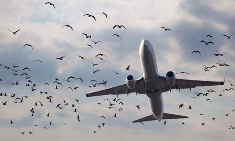 Des oiseaux annulent un vol de la compagnie aérienne égyptienne au Rwanda