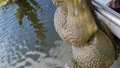 Apparition d'une créature étrange datant de 470 millions d'années en Amérique 