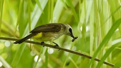 Animaux Prédateurs : Alternatives Efficaces aux Insecticides