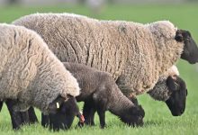 La police de Nouvelle-Zélande enquête sur la mort de deux personnes âgées suite à une attaque de mouton