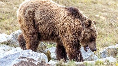 Après l'annulation de son exécution, une ourse qui a tué un jeune homme est déplacée hors d'Italie