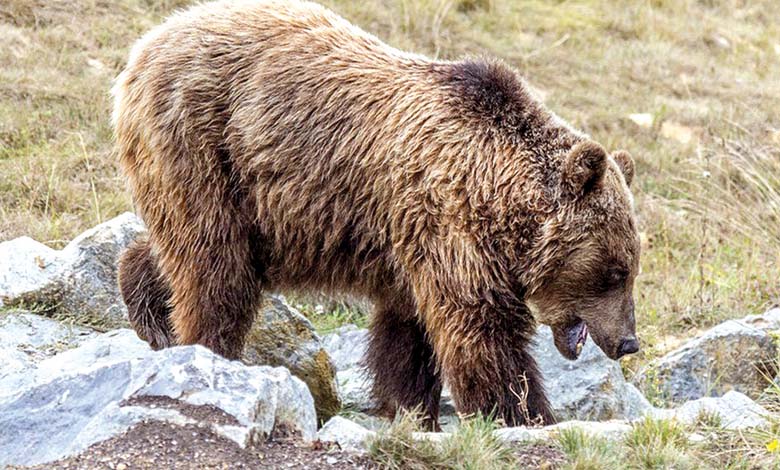 Après l'annulation de son exécution, une ourse qui a tué un jeune homme est déplacée hors d'Italie
