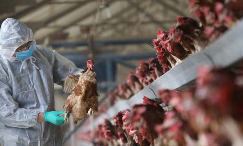 Australie : Nouveau cas de grippe aviaire dans une exploitation avicole
