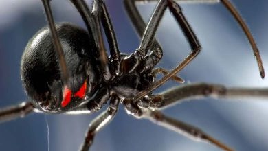 Avertissements sur des araignées mortelles pouvant envahir les États américains