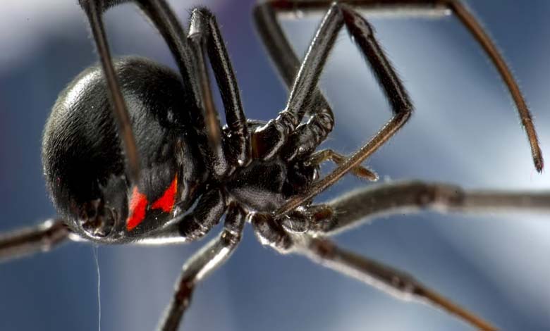 Avertissements sur des araignées mortelles pouvant envahir les États américains