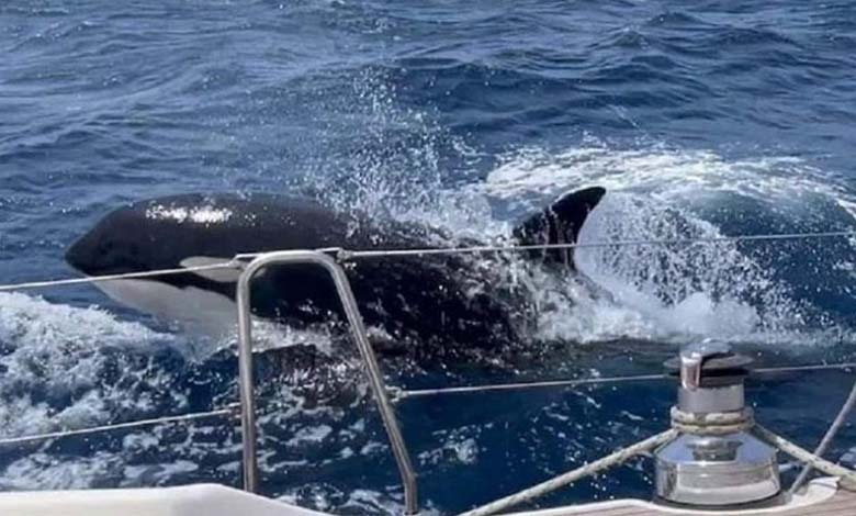 Des orques attaquent le bateau d'un couple dans le détroit de Gibraltar