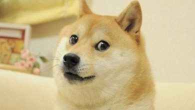 Décès de la chienne la plus célèbre du monde, l'égérie de la "Dogecoin" 