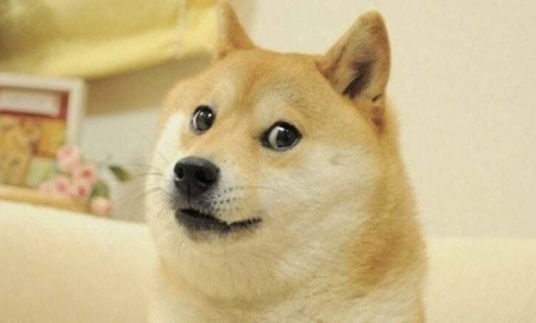 Décès de la chienne la plus célèbre du monde, l'égérie de la "Dogecoin" 