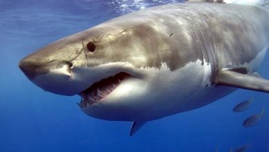 La Floride, capitale mondiale des attaques de requins