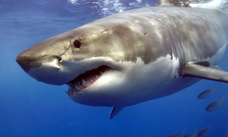 La Floride, capitale mondiale des attaques de requins