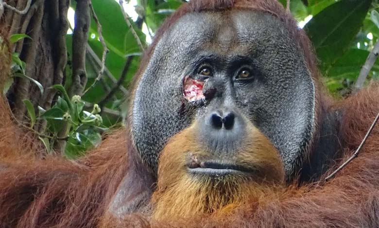 Observation of a Primate Using a Plant as a "Bandage" for its Rounds