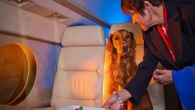 Pour la première fois... une classe "première classe" pour les chiens