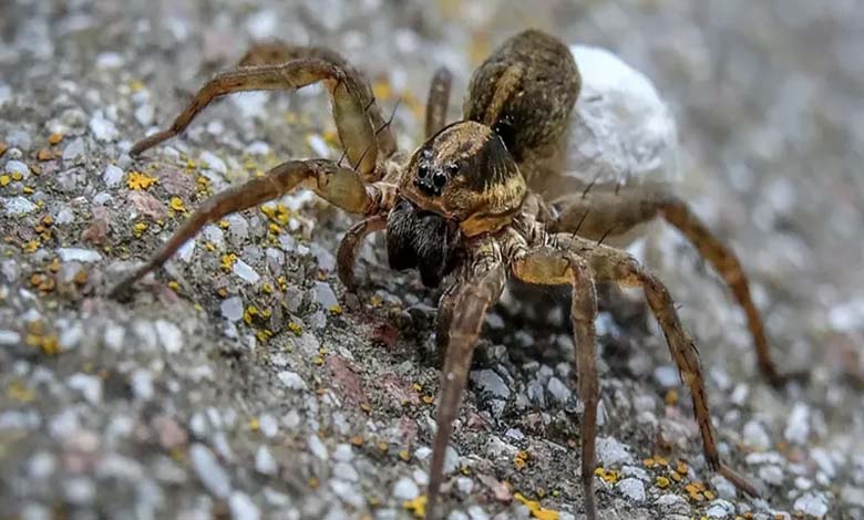 Turquie : Arrestation pour tentative de contrebande d'araignées et de scorpions venimeux d'une valeur de millions de dollars