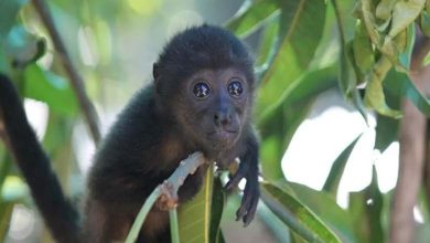 Une vague de chaleur sévère au Mexique fait tomber les singes des arbres, morts