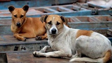 "Les Chiens Errants" : Un Phénomène Qui Sème la Terreur et la Division en Turquie