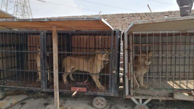 Damas : Le retard dans l'arrivée des animaux reporte l'ouverture du zoo