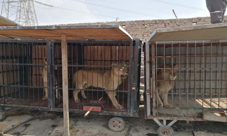 Damas : Le retard dans l'arrivée des animaux reporte l'ouverture du zoo