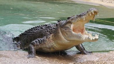 Dans un incident "Terrifiant", un grand crocodile avale une femme