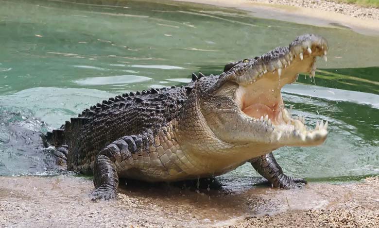 Dans un incident "Terrifiant", un grand crocodile avale une femme