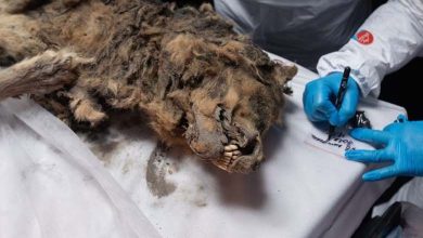 Découverte d'une momie de loup vieille de 44 000 ans