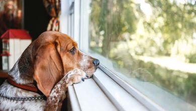 Jugement Historique : Une Société d'Élevage de Chiens Condamnée à Payer 35 Millions de Dollars