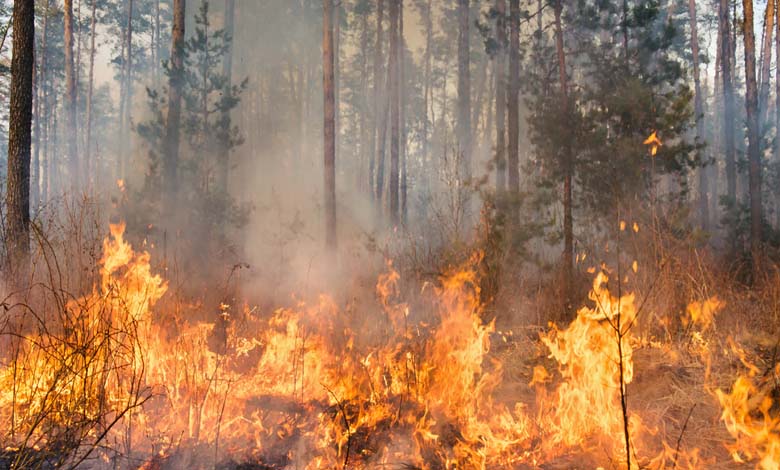 Le monde "pas prêt" à faire face aux incendies