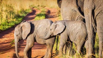 Tout comme les humains, les éléphants se nomment entre eux