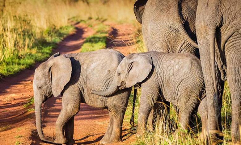 Tout comme les humains, les éléphants se nomment entre eux