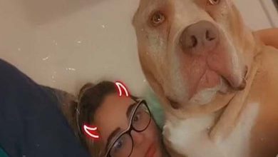 Un chien "dangereux" tue sa propriétaire le jour de son anniversaire