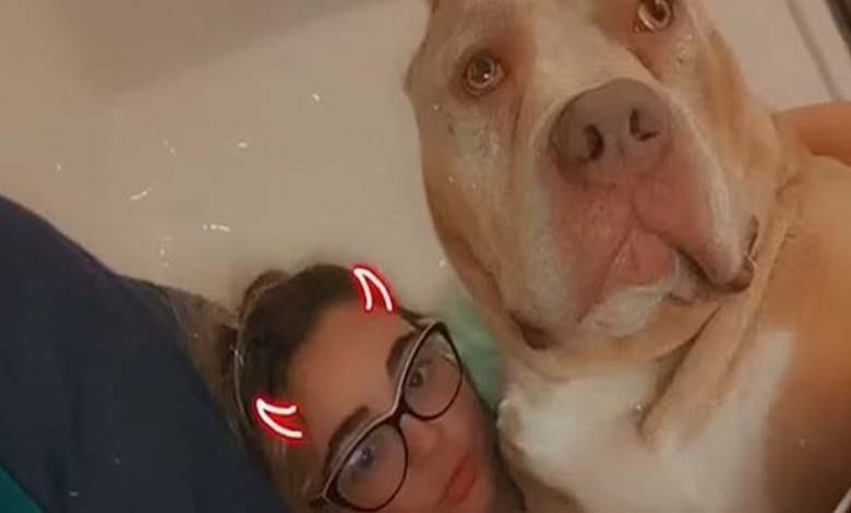 Un chien "dangereux" tue sa propriétaire le jour de son anniversaire