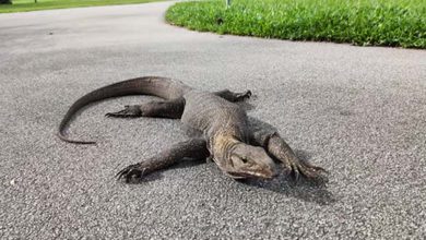 Un lézard de 1,5 mètre erre dans les rues de Floride