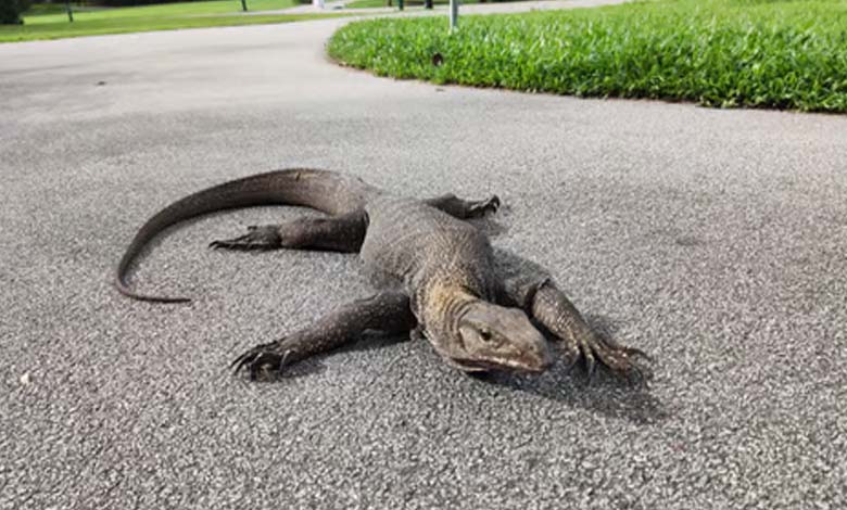 Un lézard de 1,5 mètre erre dans les rues de Floride