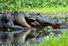 Découverte des restes d'un enfant australien attaqué par un crocodile