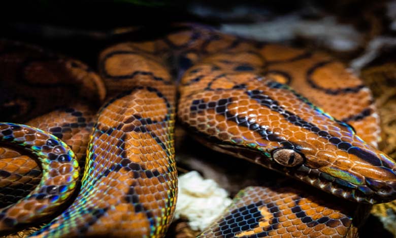 Découverte d'un serpent brésilien se reproduisant sans accouplement