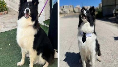 La recherche d'une chienne avec une "cravate" suscite l'hilarité des Jordaniens