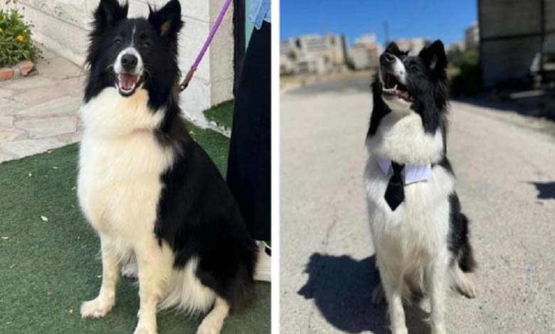 La recherche d'une chienne avec une "cravate" suscite l'hilarité des Jordaniens