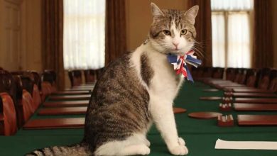 « Larry » n'est pas le seul... Les chats chanceux sur les sièges du pouvoir