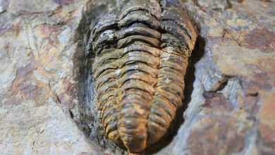 Le Maroc annonce une découverte unique préservée dans les cendres volcaniques