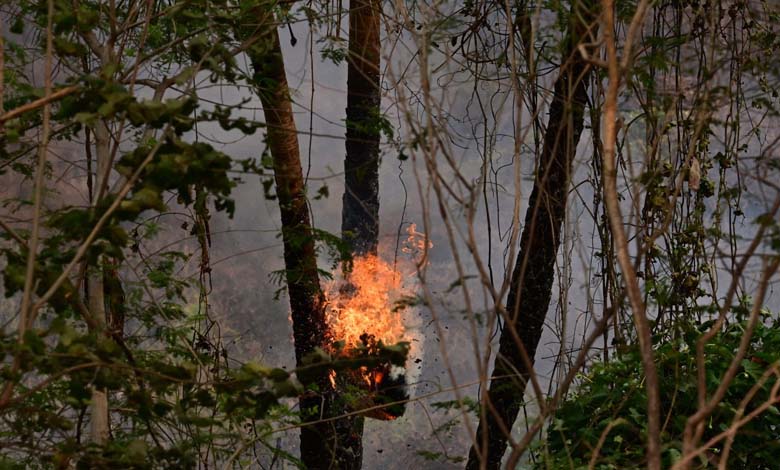 Les incendies menacent le mode de vie des "gardiens" de la région du Pantanal brésilien