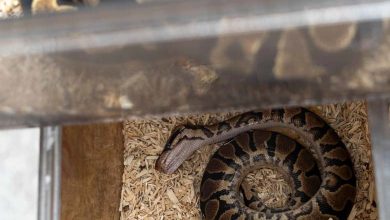 Pour une raison étrange... Un homme emmène un serpent à l'hôpital