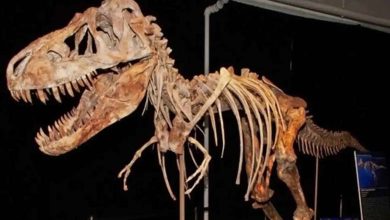 Révélation de l'identité de l'acheteur du squelette de dinosaure le plus cher