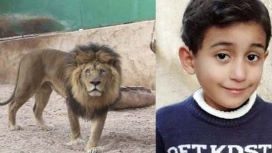 Tragédie en Libye : Un lion dévore un enfant, les autorités interviennent