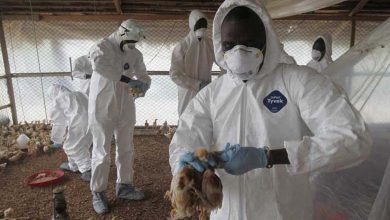 Un État américain annonce 3 cas humains possibles de grippe aviaire
