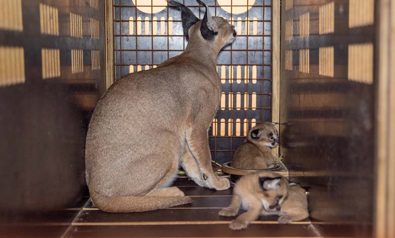 Un centre de recherche saoudien assiste à la naissance des premiers jumeaux de caracals