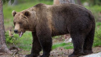 Un ours met fin à la promenade d'une jeune fille de manière terrifiante