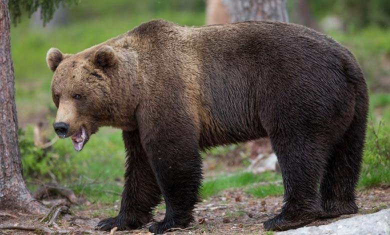 Un ours met fin à la promenade d'une jeune fille de manière terrifiante