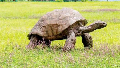 "Le Plus Long Voyage" : Une tortue met 31 ans à revenir à son point de départ